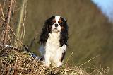 CAVALIER KING CHARLES 418